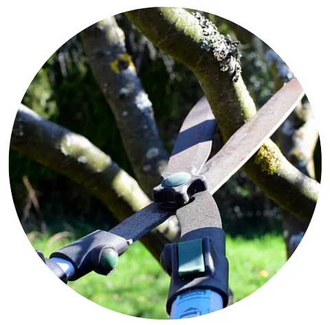 Tree Pruning London