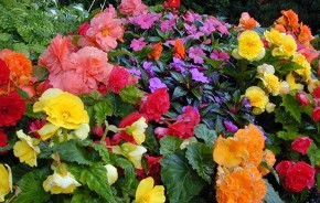 Garden Services Eltham