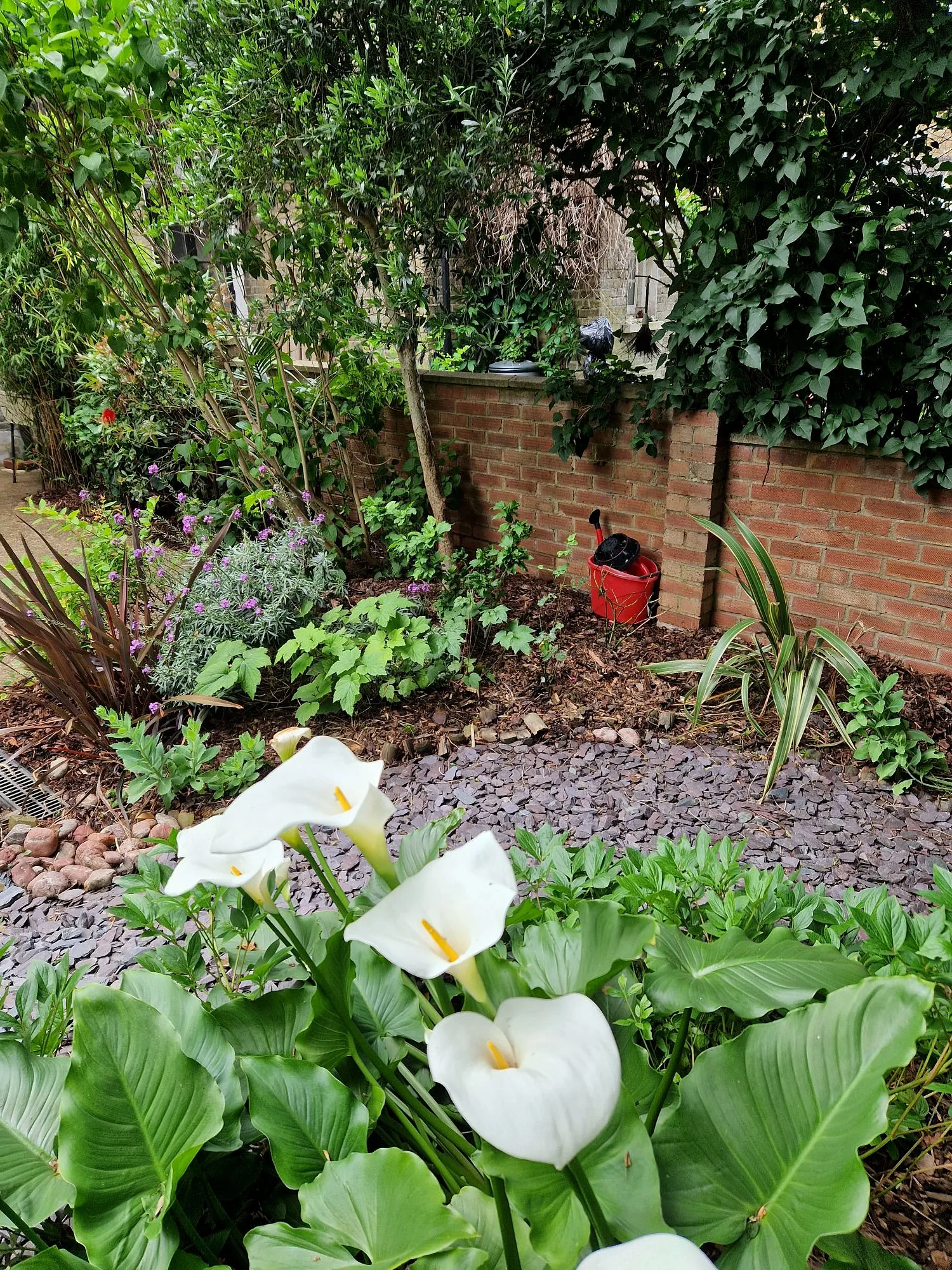 Garden plants