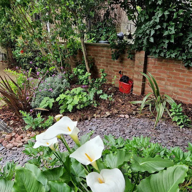 Garden plants
