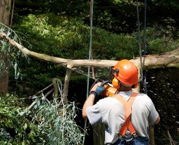 Orange hardhat - Tree Pruning in Eltham, London