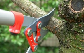 Tree Pruner - Gardener Eltham
